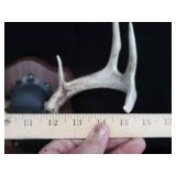MOUNTED DEER ANTLERS