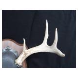 MOUNTED DEER ANTLERS