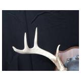 MOUNTED DEER ANTLERS
