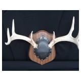MOUNTED DEER ANTLERS