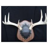 MOUNTED DEER ANTLERS