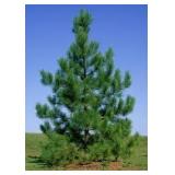 Red Pine 6