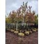 Final Fall Ball & Burlap Tree Sale - 100 Trees - Maples, Spruce, Pine, Arborvitae, Lilac