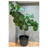 FLR - Large Fiddle Leaf Fig Plant in Textured Pot