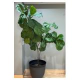 FLR - Large Fiddle Leaf Fig Plant in Textured Pot