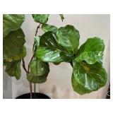 FLR - Large Fiddle Leaf Fig Plant in Textured Pot