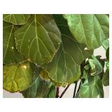 FLR - Large Fiddle Leaf Fig Plant in Textured Pot
