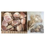 Collection of Assorted Seashells with Large Cowrie Shell Collection of Assorted Seashells with Large Cowrie Shell