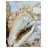Collection of Assorted Seashells with Large Cowrie Shell Collection of Assorted Seashells with Large Cowrie Shell