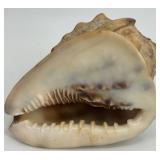 Collection of Assorted Seashells with Large Cowrie Shell Collection of Assorted Seashells with Large Cowrie Shell