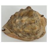 Collection of Assorted Seashells with Large Cowrie Shell Collection of Assorted Seashells with Large Cowrie Shell
