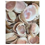 Collection of Assorted Seashells with Large Cowrie Shell Collection of Assorted Seashells with Large Cowrie Shell
