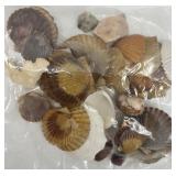 Collection of Assorted Seashells with Large Cowrie Shell Collection of Assorted Seashells with Large Cowrie Shell