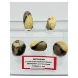 Septarian Palmstone Lot of 5: 261 gm./8.6 oz.