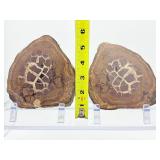 Septarian Nodule Pair 1.33 kilo/.2 lb.