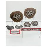 Septarian Nodules: 3 pair of small Septarian nodules 261 gm./9.2 oz.