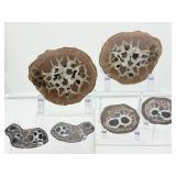 Septarian Nodules: 3 pair of small Septarian nodules 261 gm./9.2 oz.