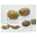 Septarian Nodules: 3 pair of small Septarian nodules 261 gm./9.2 oz.