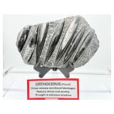 Orthocerus plate 1.7 kilo/3 lb. 11 oz.