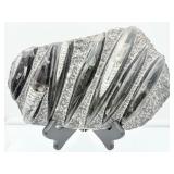 Orthocerus plate 1.7 kilo/3 lb. 11 oz.