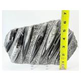 Orthocerus plate 1.7 kilo/3 lb. 11 oz.