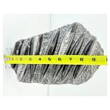 Orthocerus plate 1.7 kilo/3 lb. 11 oz.