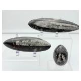 Orthocerus Fossil Polished Lot of 3: 272 gm./9.6 oz.