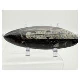 Orthocerus Fossil Polished Lot of 3: 272 gm./9.6 oz.