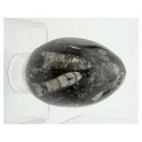 Orthocerus Fossil Polished Lot of 3: 272 gm./9.6 oz.