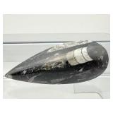 Orthocerus Fossil Lot of 3:  272gm/9.6oz