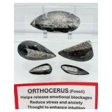 Orthocerus Fossil Lot of 5: 205 gm./7.2 oz.
