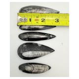 Orthocerus Fossil Lot of 5: 205gm/7.2oz.