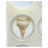 Fossil Shark Teeth (box of 10)