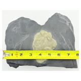 Pyrite Sun in Matrix Plate 1 kilo/2.2 lb.