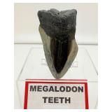 Megalodon tooth-186 gms, 6.6 ounces