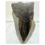 Megalodon tooth-186 gms, 6.6 ounces