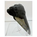 Megalodon tooth-186 gms, 6.6 ounces