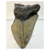 Megalodon tooth-186 gms, 6.6 ounces