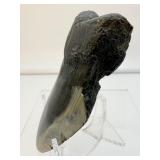 Megalodon tooth-186 gms, 6.6 ounces
