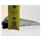 Megalodon tooth-186 gms, 6.6 ounces