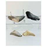 Megalodon teeth 4 in lot: 91 gm/3.2 oz.