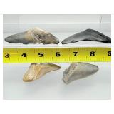 Megalodon teeth 4 in lot: 91 gm/3.2 oz.