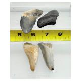 Megalodon teeth 4 in lot: 91 gm/3.2 oz.