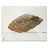 Tiger Iron Chunk .9 kilo/896 gm./2 lb.