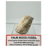 Large Palm Wood Fossil Chunk: 311gm/11oz.