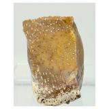 Large Palm Wood Fossil Chunk: 311gm/11oz.