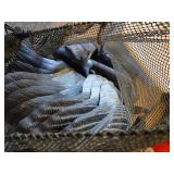 Goose Decoys and Folding Chair