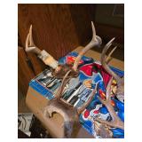 Assorted Deer Antlers