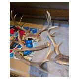 Assorted Deer Antlers