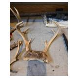 Assorted Deer Antlers